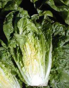 The short core of this lettuce plant shows that it is not yet bolting. Bolted plants have elongated cores.